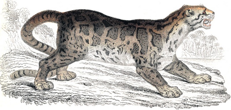 Pl9 rimau dahan(jardine)-Bornean Clouded Leopard (Neofelis diardi).jpg