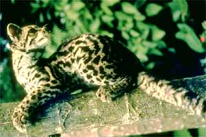 Margay cat - Margay (Leopardus wiedii).jpg