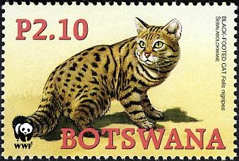 BW010 05-full-Black-footed Cat (Felis nigripes).jpg