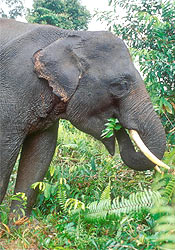 tesso-Sumatran Elephant (Elephas maximus sumatrensis).jpg