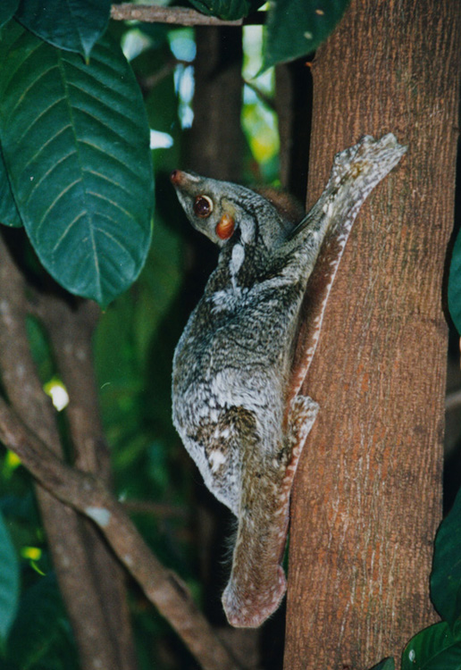 Kaguaani 02-Sunda Flying Lemur (Galeopterus variegatus), Colugo.jpg