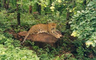 Panther-Indian Leopard (Panthera pardus fusca).jpg