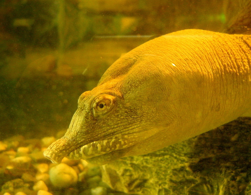 8 pazdziernika 2005 gliwice 062-Chinese Softshell Turtle (Pelodiscus sinensis).jpg