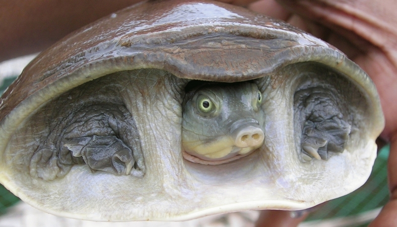 Indian Flapshell Turtle (Lissemys punctata) 1.jpg