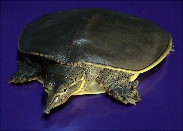 Spiny Softshell Turtle (Apalone spinifera).jpg