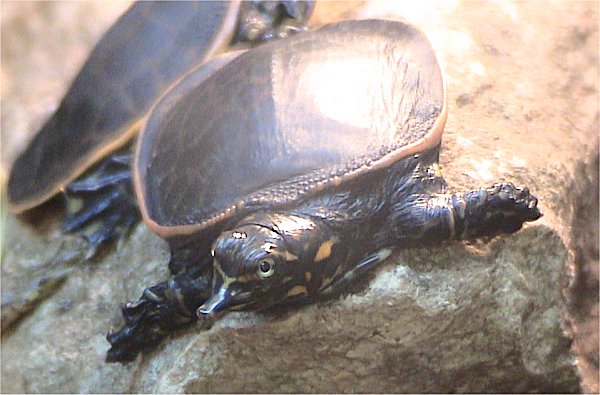 Florida Softshell Turtle (Apalone ferox).jpg