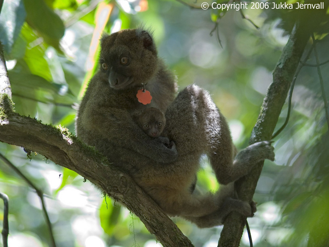 Hapalemur simus, Greater Bamboo Lemur,I PCW9-(Prolemur simus).jpg
