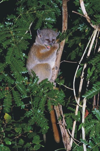 Red-tailed Sportive Lemur (Lepilemur ruficaudatus).jpg