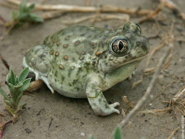 Plains Spadefoot Toad (Spea bombifrons) small.jpg