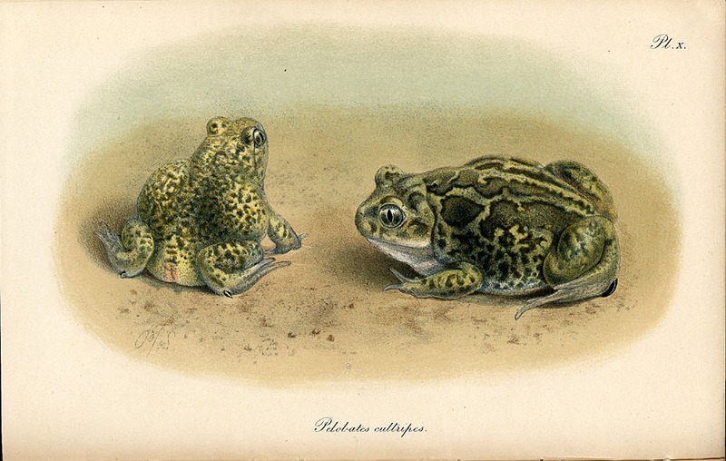 SIL-007-502-10-Western Spadefoot Toad  (Pelobates cultripes).jpg