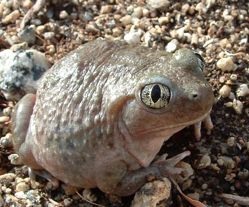 Western Spadefoot Toad (Spea hammondii) 1.jpg