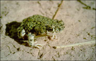 Western Green Toad, Bufo debilis insidior, 1.jpg