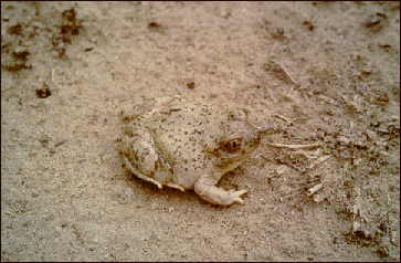 New Mexico spadefoot toad (Spea Multiplicatus) - Mexican Spadefoot.jpg