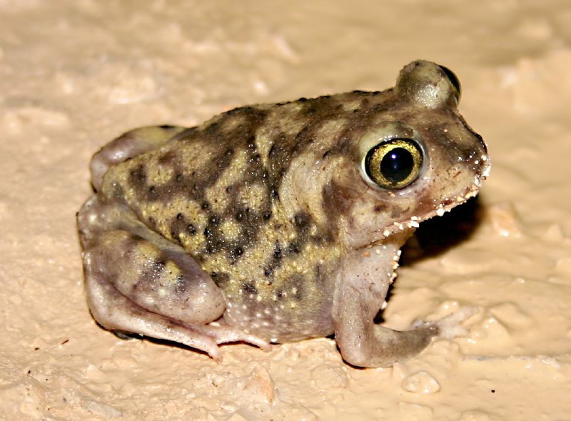 Couch\'s Spadefoot Toad (Scaphiopus couchii) ANRA.jpg