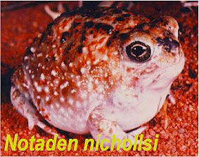 nicholls-Desert Spadefoot Toad (Notaden nichollsi).jpg