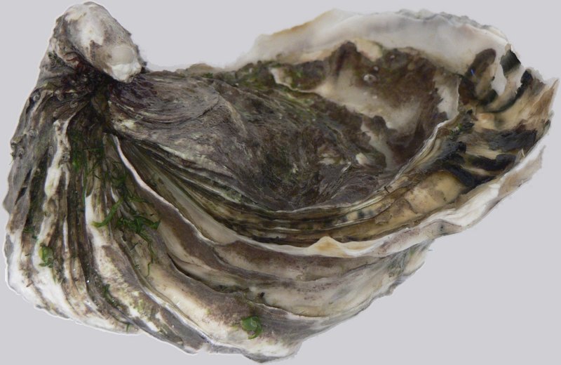 Huitre p1040847-Giant Pacific Oyster (Crassostrea gigas).jpg
