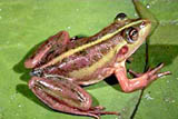 Dahl\'s Aquatic Frog (Litoria dahlii).jpg
