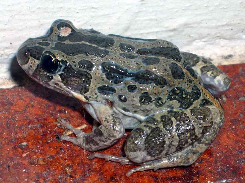 Marbled Frog (Limnodynastes convexiusculus).jpg