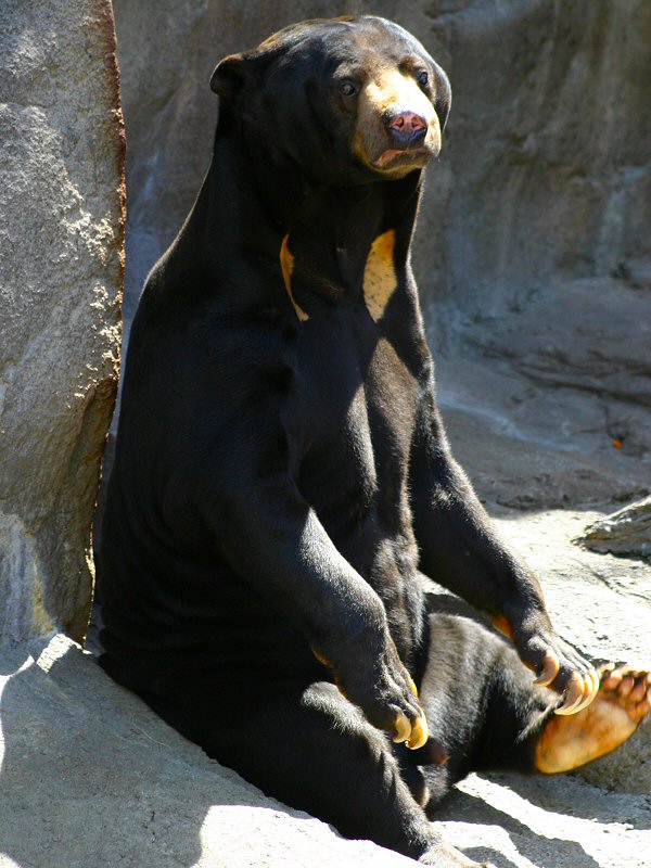 Sun Bear (Helarctos malayanus) sitting.jpg