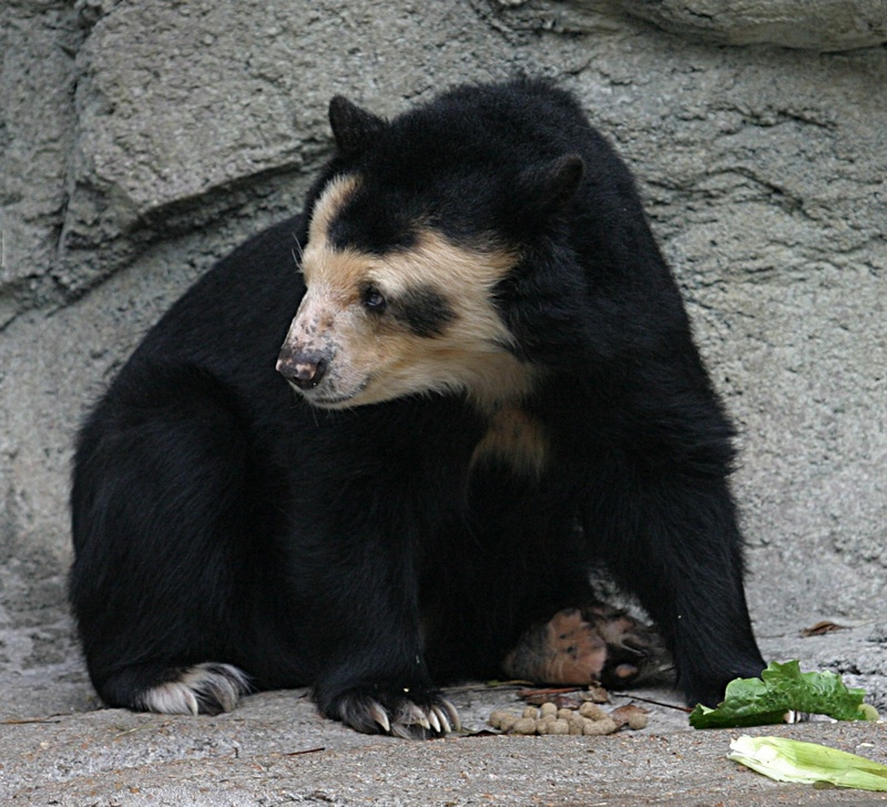 Andean Spectacled Bear (Tremarctos ornatus) - Houston Zoo.jpg
