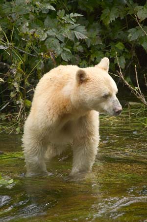 Spirit Bear - Kermode Bear (Ursus americanus kermodei).jpg