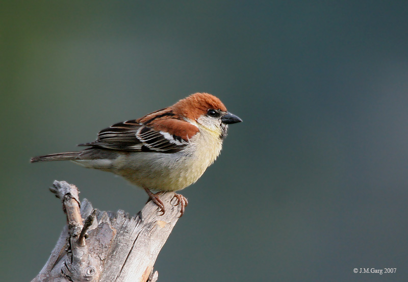 Russet Sparow (Male) I IMG 6779-Cinnamon Sparrow (Passer rutilans).jpg