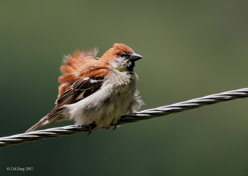 Russet Sparow (Male) I IMG 7407-Cinnamon Sparrow (Passer rutilans).jpg