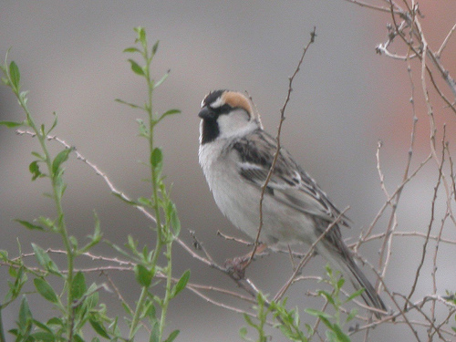 Saxaul Sparrow (Passer ammodendri).jpg