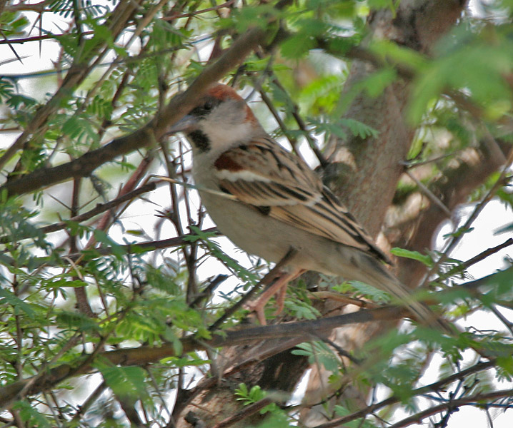 Sind Sparrow (Passer pyrrhonotus)- Male at Sultanpur I Picture 178.jpg