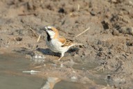 0222-Rufous Sparrow (Passer motitensis).jpg