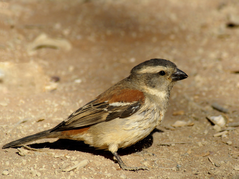 Cape Sparrow (Passer melanurus).jpg