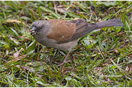 Grey-headed Sparrow (Passer griseus).jpg