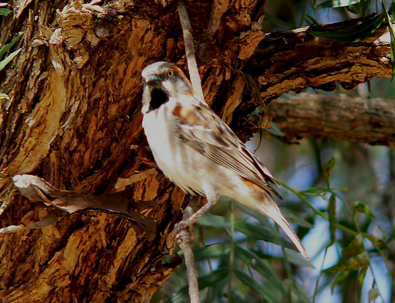 Kenya Rufous Sparrow (Passer rufocinctus).jpg