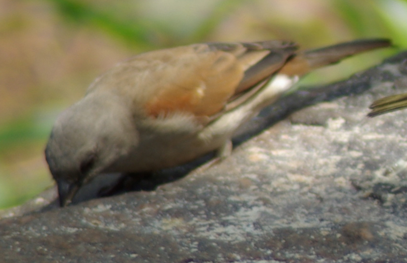 Swahili Sparrow (Passer suahelicus) 1.jpg