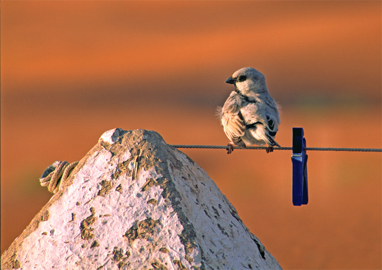 Desert Sparrow (Passer simplex saharae).jpg