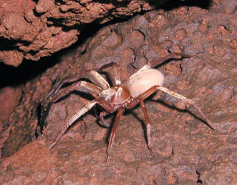 Kauai Cave Wolf Spider (Adelocosa anops).jpg