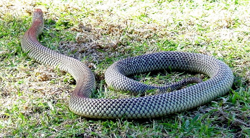 King Brown Snake, Mulga (Pseudechis australis) 1.jpg