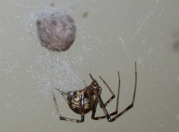 Achae tepid-Common House Spider (Achaearanea sp.).jpg
