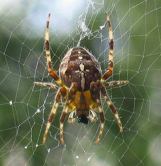 European Garden Spider (Araneus diadematus, Cross-Spider).jpg