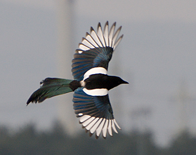 Elster wikipedia2-European Magpie (Pica pica).jpg