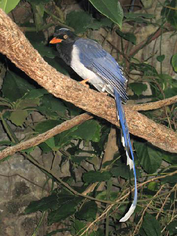 Stavenn Red-billed Blue Magpie (Urocissa erythrorhyncha) 00.jpg