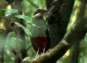 Green-breasted Pitta (Pitta reichenowi).jpg