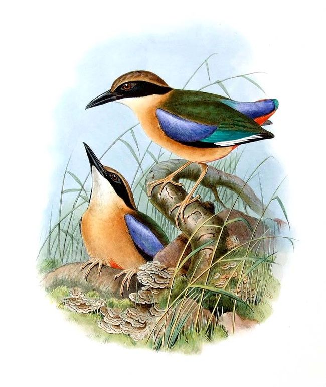 breve a ailes bleues jogo 0g - Blue-winged Pitta (Pitta moluccensis).jpg