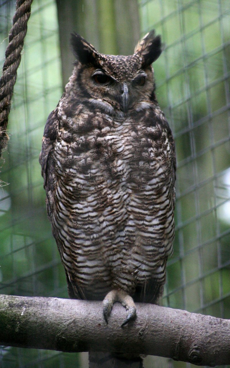 South American Great Horned Owl (Bubo virginianus nacurutu) - Otter, Owl, and Wildlife Park.jpg