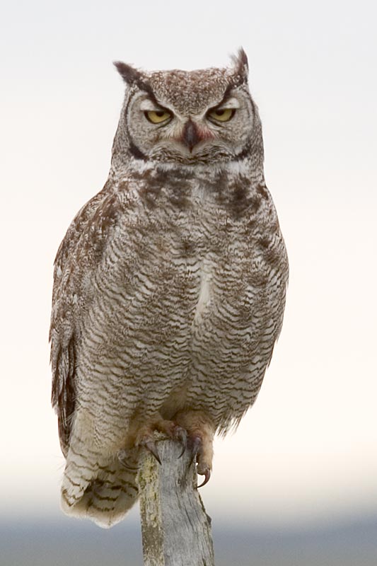 bubmag17291-Lesser or Magellanic Horned Owl (Bubo magellanicus).jpg
