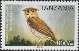 Usambara Eagle-owl (Bubo vosseleri).jpg