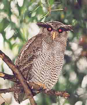 Barred Eagle-owl (Bubo sumatranus).jpg