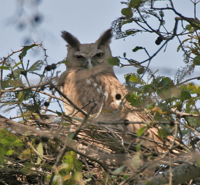 Dusky Eagle Owl (Bubo coromandus) at nest at Bharatpur I2 IMG 5324.jpg