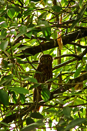 Brown Fish Owl, Bubo zeylonensis or Ketupa zeylonensis.jpg