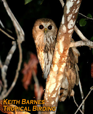 Vermiculated Fishing-owl (Bubo bouvieri or Scotopelia bouvieri).jpg